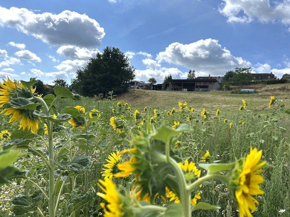 Wiese u. Weiden ca 2,0 ha direkt hinter dem Haus Wiese u. Weiden ca 2,0 ha direkt hinter dem Haus