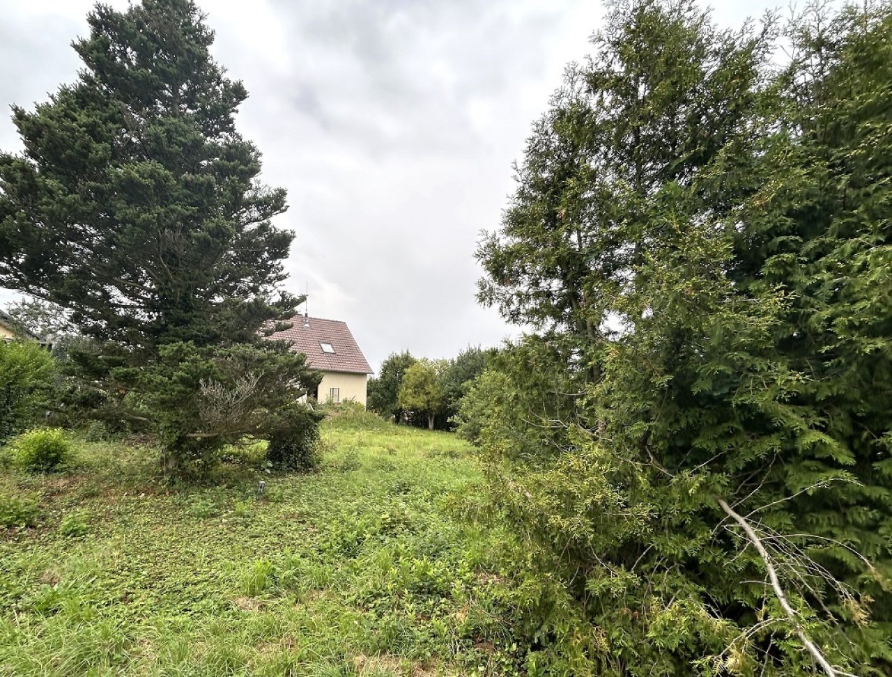 gesunder Baumbestand, Wiese hinter dem Haus gesunder Baumbestand, Wiese hinter dem Haus