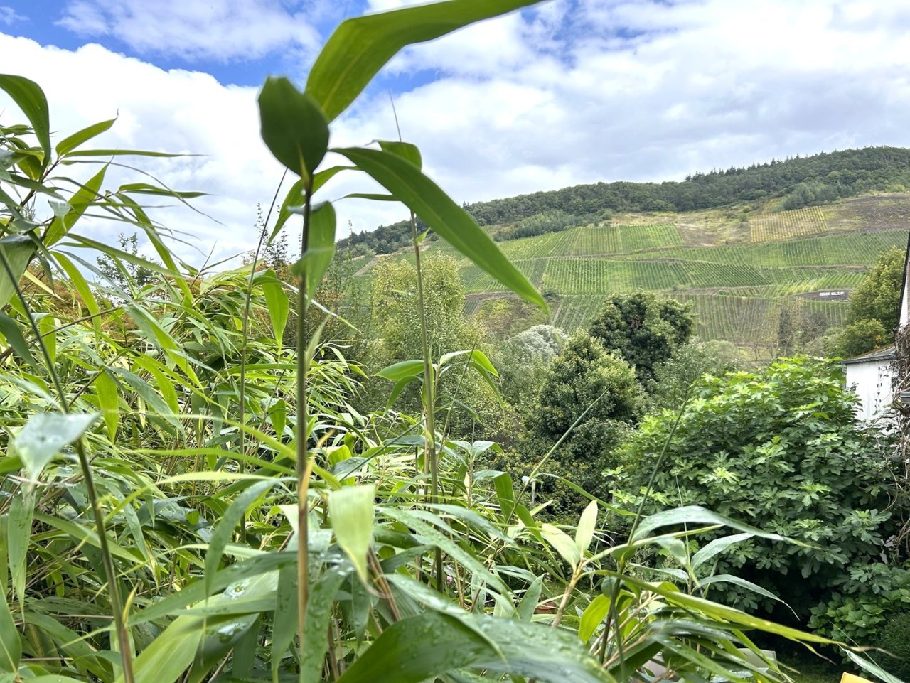 Garten mit Sicht auf die Weinberge Garten mit Sicht auf die Weinberge