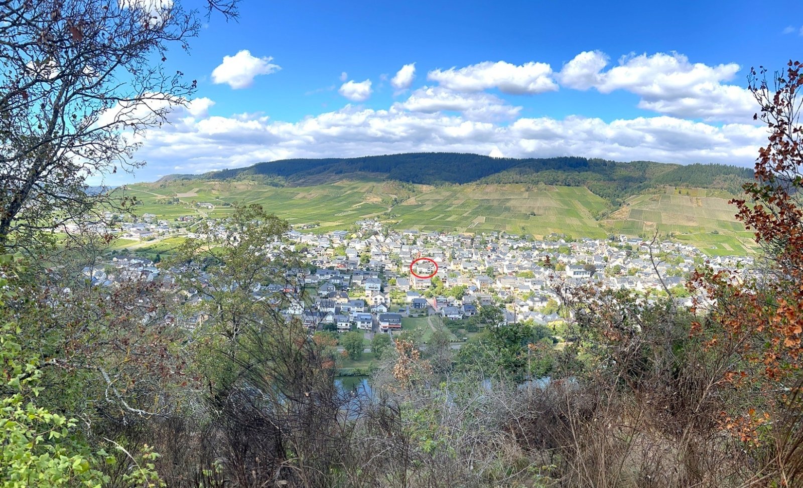 Heimat des Kröver-Nacktarsch (Weinlage) an der Mosel