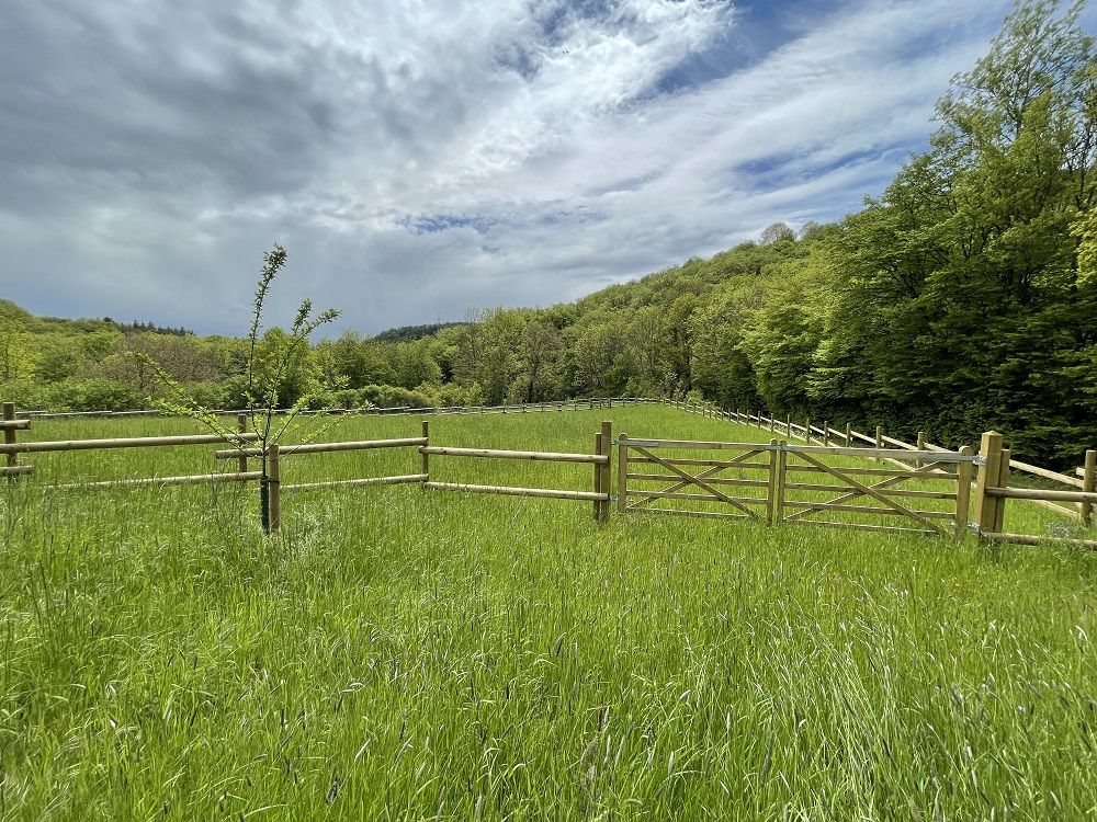 satte und frische Weiden, im Eigentum 2.4 ha Land